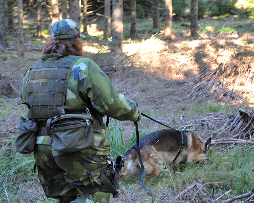 Hund militären